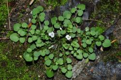 Cardamine corymbosa. Plant with developing inflorescence.
 Image: P.B. Heenan © Landcare Research 2019 CC BY 3.0 NZ